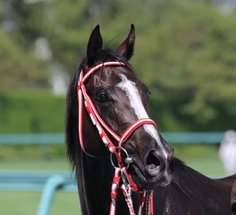 リスグラシュー】最優秀4歳以上牝馬が引退。有馬記念がラストラン