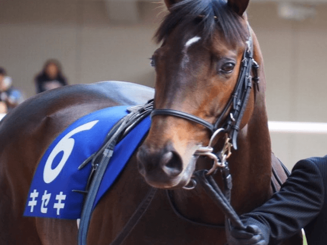 競馬予想ユーチューバー　画像23