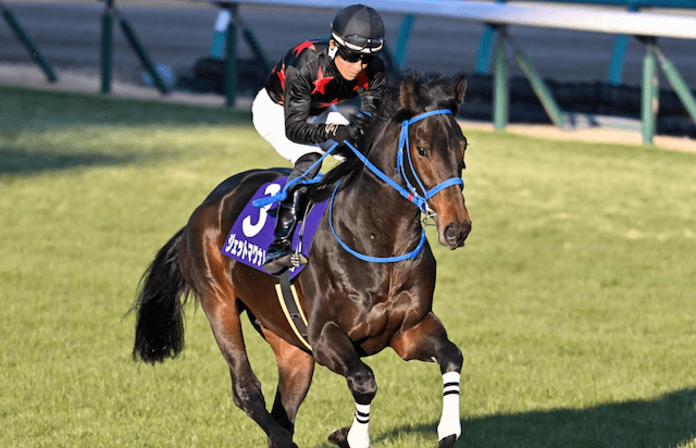 【ニュージーランドトロフィー2025】AI予想が最も多く選んだ穴馬:ジェットマグナム