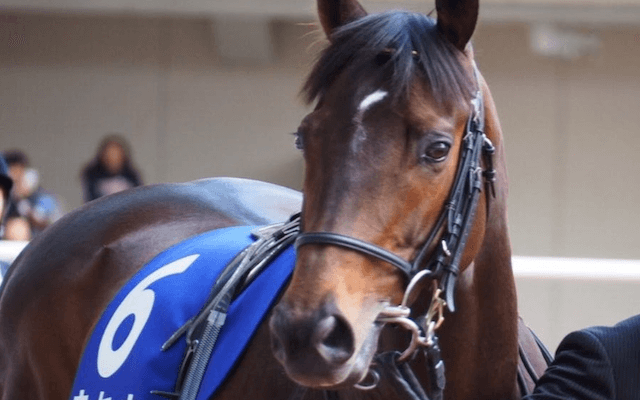 競馬全レース予想TV